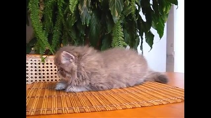Всеки мечтае за такова котенце:)