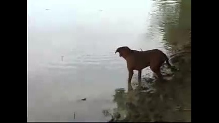 Куче лови риба 