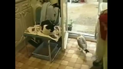 Търпеливо коте и нагъл гларус
