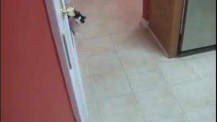 Котка - Нинжа 