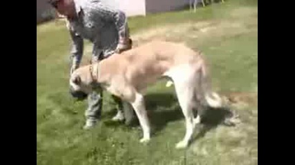 Най - голямото куче света Огромен Кангал