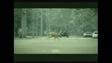 Смях