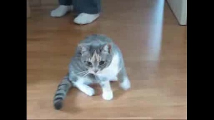 Котка След Упойка
