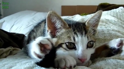 Смешни Котки спинкат в Странни Пози - Забавна Компилация 2015