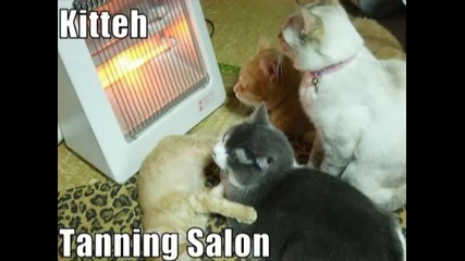 Very Funny Cats 39 