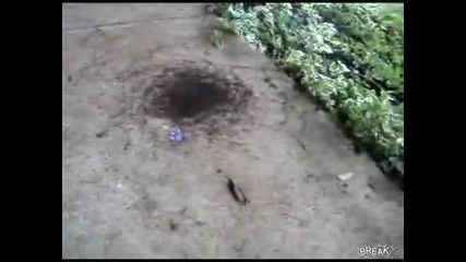 Кръговрата на мравките в природата 