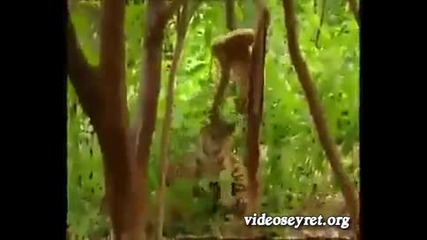 Маймуна се гаври с Тигри