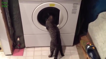 Компилация Смях !.. Funny Cats vs Washing Machines Compilation