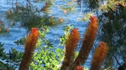 Monaco - Fleurs sur la mer (hd) 
