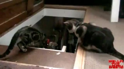 Коте бутна по стълбите друго коте
