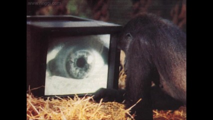 Roger Waters - Watching Tv