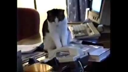 Котка И Звънящ Телефон