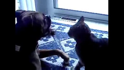 Psycho Cat Vs. Boxer Pt. 2
