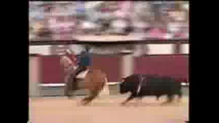 Horse Side Running 