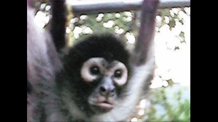 Бони-палава Маймунка