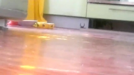 Срамежливото коте