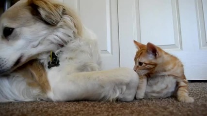 Котка се опитва да хване езика на куче