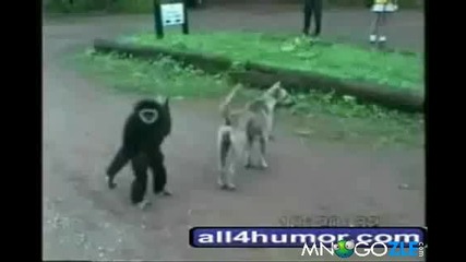 Смешна Koмпилация на животни! Гарантирах Смях