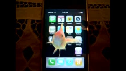 Gold Fish In My Iphone