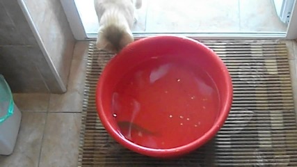 Cat vs. Fish