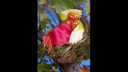 Смешни Животни