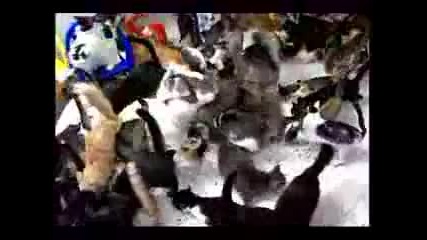 Нашествието на котките - Клонираните атакуват! 