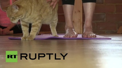 USA: This Yoga class is attended by CATS!