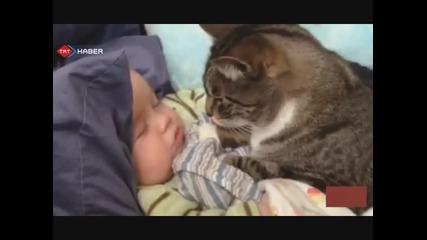Гальовни котенца и сладки бебенца .