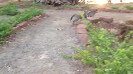Baby Monkey fighting with a kitten Part 1