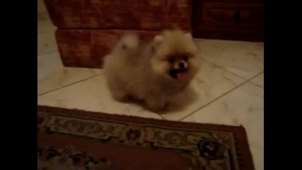 Golden Furrballs Ultimate Party Style - 3 meses (hq) 