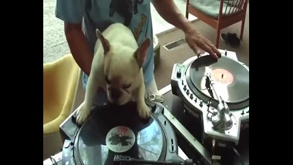 Куче Dj