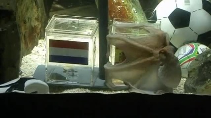 Паул отсече - Испания е шампион Octopus Paul - Netherlands vs. Spain 