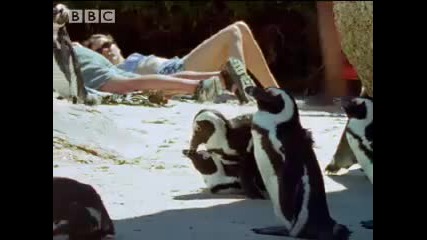 Penguin lovelife - African Penguins - Bbc wildlife 
