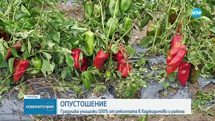 Градушка унищожи тонове реколта за десетки хиляди левове
