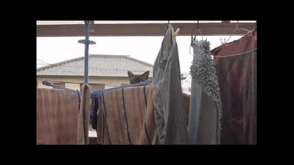 Mission Impossible - Cat Protocol[смях]