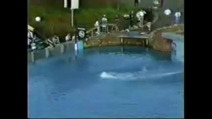 Insane World Record Dive - Funny Videos, Funny Video Clips, Funny Movies, Viral Videos 