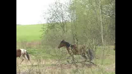 Horses - Коне ...