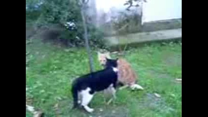 Cat Revenge 