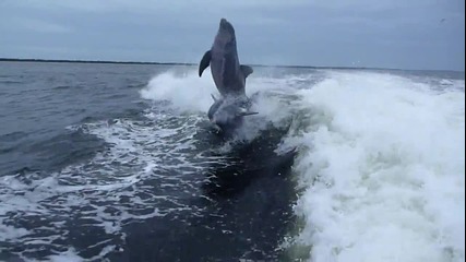 Сблъсък между два делфина / Collision between two dolphins