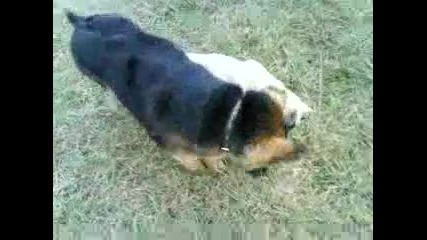 Kangal Срещу Немска Овчарка 2