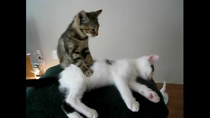 Котенце прави масаж на друго котенце :d