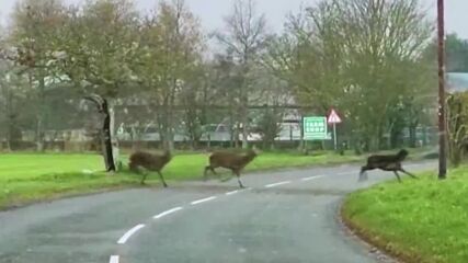 ЗРЕЛИЩНО: Стадо елени спря трафика на натоварен път в Норфолк