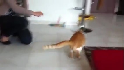 Котката скача като кенгуро