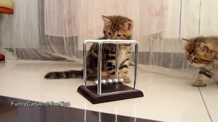 Нека всички да научат физика заедно с котенцата !