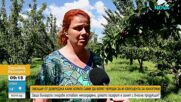 Череши за 80 евроцента, ако си ги набереш сам: Овощар от Добруджа търси спасение за реколтата си