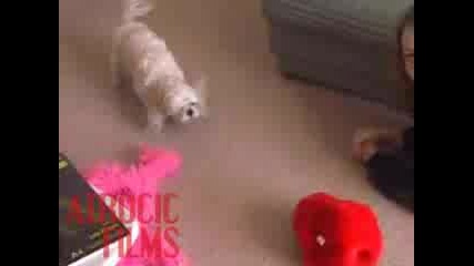 Shizzu Vs Elmo