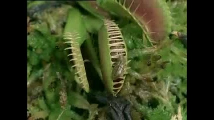 Невероятно - Месоядно Растение Изяжда Жаба