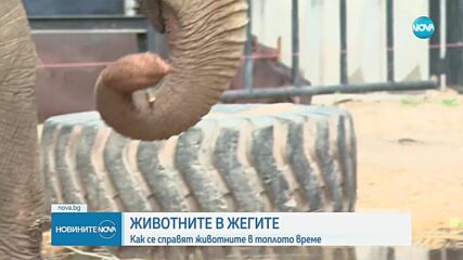Новините на NOVA (29.06.2024 - централна емисия)