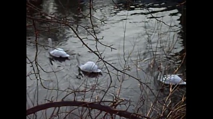 Лебеди в река Янтра в центъра на Габрово!!!