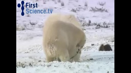Приятели на северния полюс!как си играят кучетата с мечките